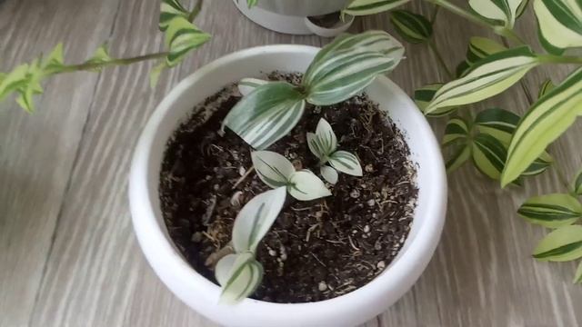 Комнатные Цветы. Мои Традесканции. смотреть онлайн