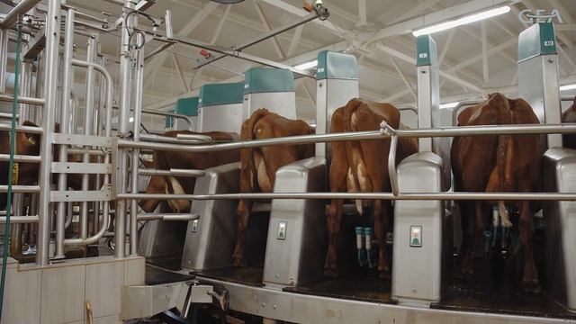 Первая роботизированная доильная карусель GEA DairyProQ в республике Беларусь. смотреть онлайн