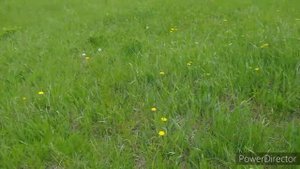 Готовим масло из одуванчика. 23. 05. 2020