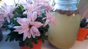 КВАС ИЗ РИСА. Лучшие рецепты  #здоровье