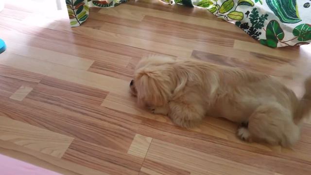 Тренеруем терпение (Пекинес / Pekinese) смотреть онлайн