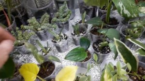 КОМНАТНЫЕ РАСТЕНИЯ.ИЗЛИШКИ ПОЧТОЙ.