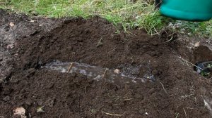 Размножение чёрной смородины одревесневшими черенками