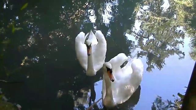 Белые лебеди в дендрарии Сочи Адлер Sohci Adler 09.08.2019 смотреть онлайн