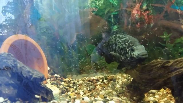 Кубинская цихлазома с детками смотреть онлайн