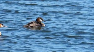 Чомга (Podiceps cristatus) с птенцами