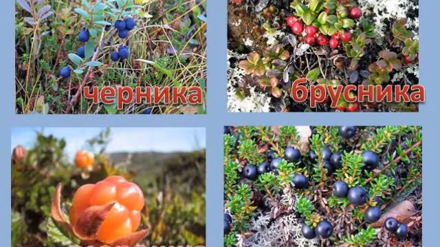 Тундра Природа Севера учебная презентация (2) смотреть онлайн