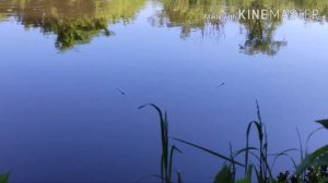 ПЕРВАЯ РЫБАЛКА НА ПОПЛАВОК НА РЕКЕ СВИСЛОЧЬ . КАРАСЬ В ПОЛКИЛО В ЗАЧЁТЕ??