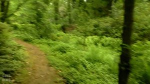 Батумский ботанический сад ( Batumi Botanical Garden ) ( часть 3 )