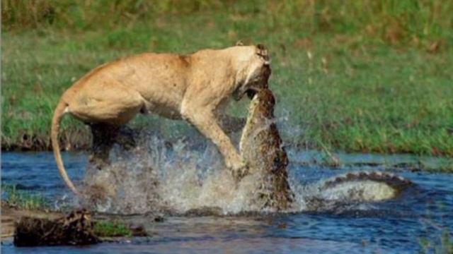 Крокодил против... Битвы животных смотреть онлайн