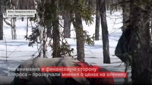 Оленеводы готовятся к летней миграции на север