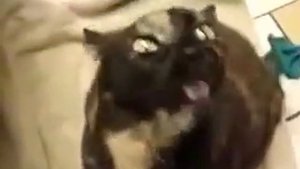поющие коты