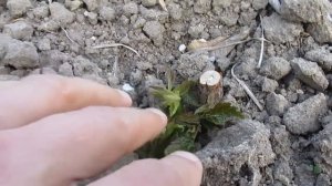 Малина Джоан Джей (Joan J) и Полка начало роста