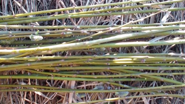 ?Бонсай из ивы | Черенкование ивы