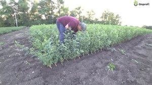 Размножение розы. Reproduction of the rose.