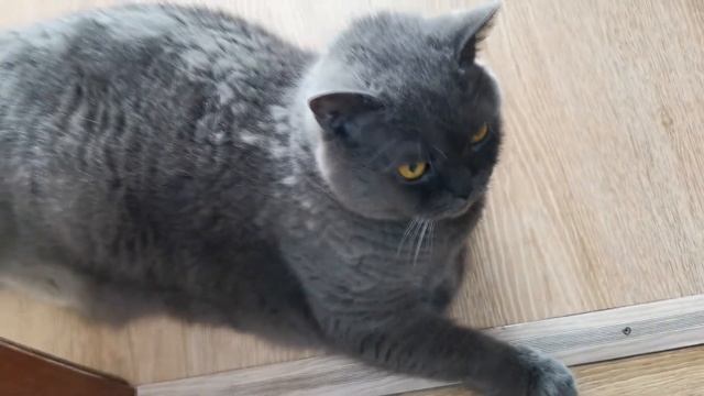 КОТ ЛЕНИВЕЦ,,КОТ МАРСЮША)