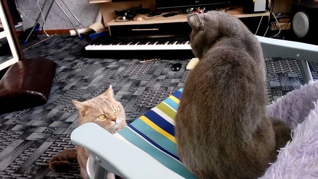 Кошка и кот в одной квартире