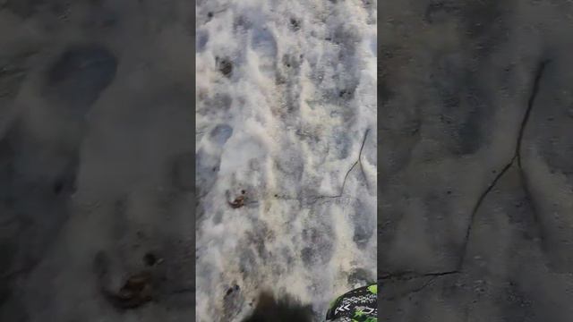 А точно можно? аусси гуляет aussie аусси vladivostok лайка австралийскаяовчарка