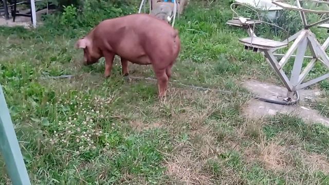 Самые рентабельные породы свиней смотреть онлайн