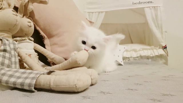 Munchkin cat playing Cutest kitten - KimsKennelUS смотреть онлайн