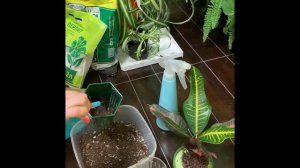 Вертикальное озеленение своими руками. Создание фитокартин из живых растений. Фитомодули.