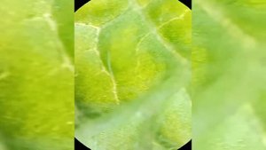 Листик Под Микроскопом / Leaf Under The Microscope
