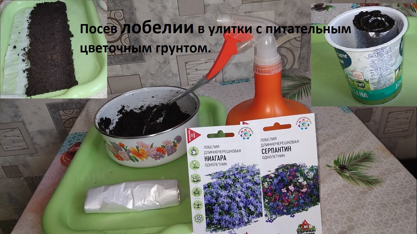Лобелия, посев семян  в рулетики (пеленки, улитки) с питательным цветочным грунтом.