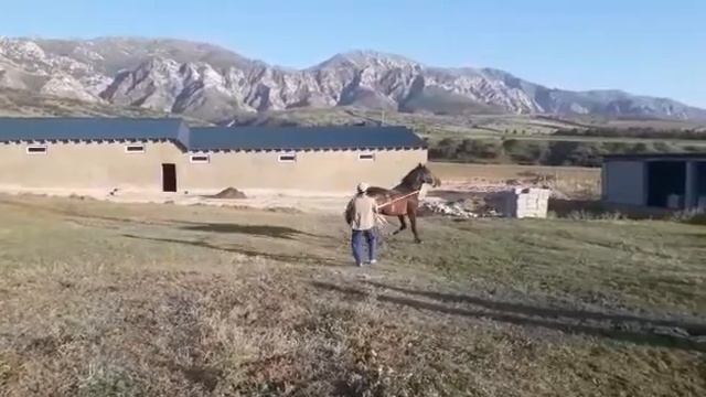 Конь на продажу / Лошадь / Элитные кони / из ИСПАНИИ