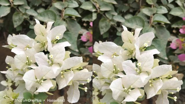 Vivo T2 vs Oneplus Nord CE 3 Lite Camera Comparison? गलती मत करना। смотреть онлайн