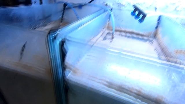 Приготовление артемии. Культивирование артемии в бытовых условиях. смотреть онлайн