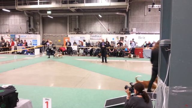 Basset hound смотреть онлайн