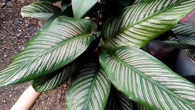 Care tips for our Calathea this rainy season...