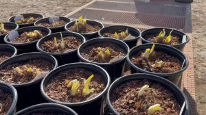 Potting a New Shipment of Bare Root Perennials // Wandering Willow Farms