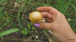 Поход за грибами. Поплавок шафранный и подберезовики.