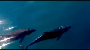 Дельфины видео плавают в открытом море