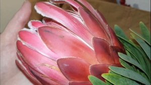 #ПРОТЕЯ. Моя цветочная композиция