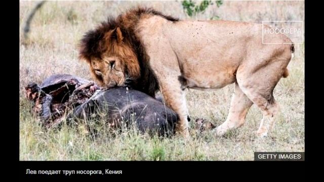 Детский канал Ноосфера. Новости пилотный, пробный проект. смотреть онлайн