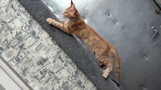 питомник RED GATES: мейн кун Тореадор - верхолаз смотреть онлайн