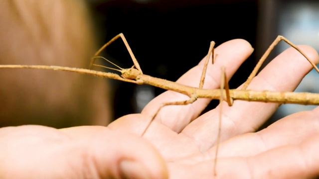 Палочники, маскировка и камуфляж смотреть онлайн