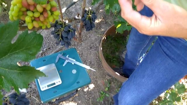 Виноград сорт властелин великого пути. Виноград бени пизутелло. Виноград зоренька. Виноград владыка ночи. Виноград в афганистане.