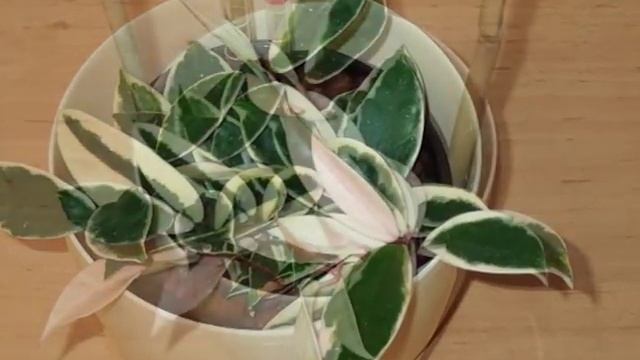 Hydroponic plant - Hoya carnosa ´Variegata´