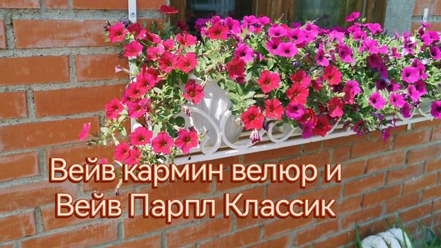 цветение петунии серий Опера и Вейв на 7 июня