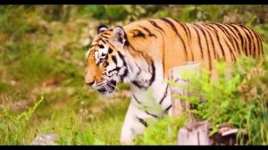 Звуки животных / Дикие кошки / Тигр Ягуар Леопард Гепард / Звуки животных для детей