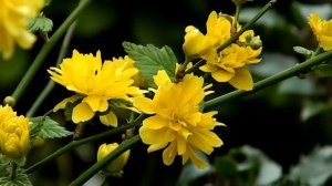 Kerria japonica