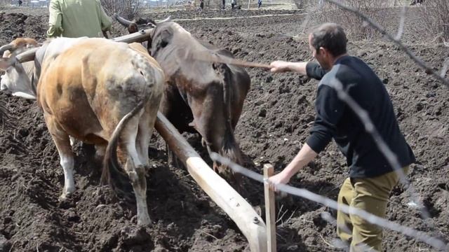 Посадка картофеля в гребни