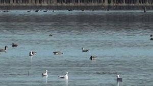 Canada Geese and Seagulls in Minesing Swamp