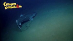 Deagostini СНЕЖНЫЕ ХИЩНИКИ и КО АТЛАНТИЧЕСКАЯ ПОЛЯРНАЯ АКУЛА #4 Деагостини распаковка Liska Show