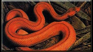 Земляные удавы