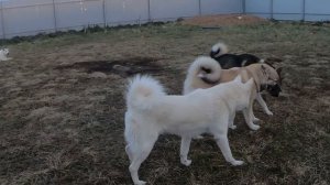 Вечерние гонки лаек