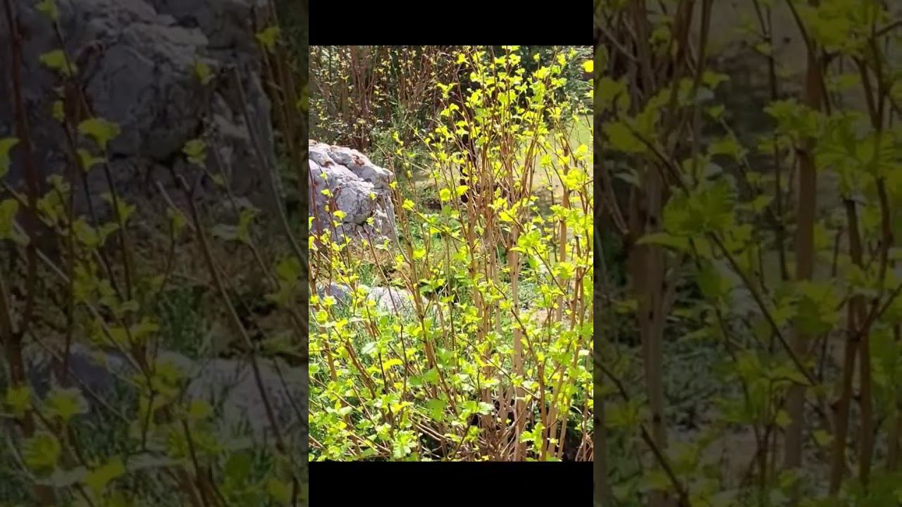 Сад на лесном участке. #клематисы #дача #питомник #сад #огород смотреть онлайн